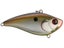 Copper Shiner