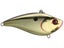 Gold Shiner