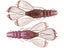6th Sense Congo Craw 3.8" 6pk