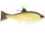 13 Fishing - Coalition BAMF Shad Wedge Tail Swimbait