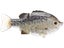 Deps Bullshooter 160 Glide Bait