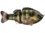 Deps Bullshooter 160 Glide Bait