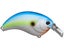 Sexy Shad