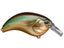 Golden Shiner