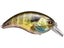 Real Blue Gill
