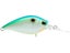 Citrus Shad