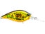 Golden Shiner