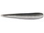 American Shad