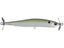 American Shad