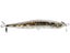 Goby