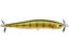 Gold Perch