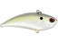 American Shad