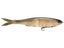Grow Design Works Flag 255 Soft Glide Bait
