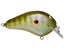 Foiled Gill