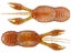Great Lakes Finesse Micro Juvy Craw Tube 2"