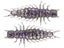 Great Lakes Finesse Juicy Hellgrammite 2.4" 8pk