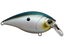 Green Gizzard Shad