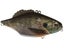 Imakatsu Magnum Gillsonic Lipless Crankbait