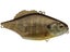 Imakatsu Magnum Gillsonic Lipless Crankbait