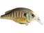 LIVETARGET Bluegill Squarebill Crankbaits 60S