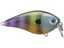 Neon Bluegill
