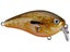 Orange Bream