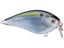 Natural Shad