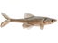 Little Creeper All American 8" Trash Fish Swimbaits