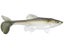 Little Creeper All American 8" Trash Fish Swimbaits