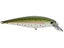 Rainbow Trout