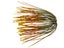 Lure Parts Online Bass Academy DT Pro Jig Skirts 5pk