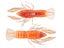 LIVETARGET ICT Unrigged Soft Plastic Craw