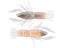 LIVETARGET ICT Unrigged Soft Plastic Craw