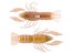 LIVETARGET ICT Unrigged Soft Plastic Craw