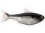 LIVETARGET ICT Unrigged Shad Swimbait