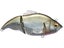 Megabass Vatalion Swimbaits