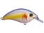 Chartreuse Shad