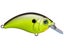 Chartreuse Shiner