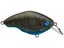 Brown Craw Fish