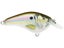 Live River Shad