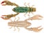 HD Green Craw
