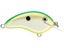 Citrus Shad
