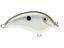 Green Gizzard Shad