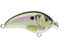 Live River Shad