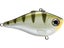 Yellow Perch