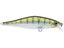 Yellow Perch