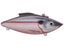 American Shad