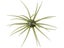 Hideup Coike 17mm Creature Bait