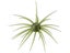 Hideup Coike 17mm Creature Bait