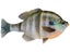 Savage Gear Live 3D Bluegill Line Thru Swimbait